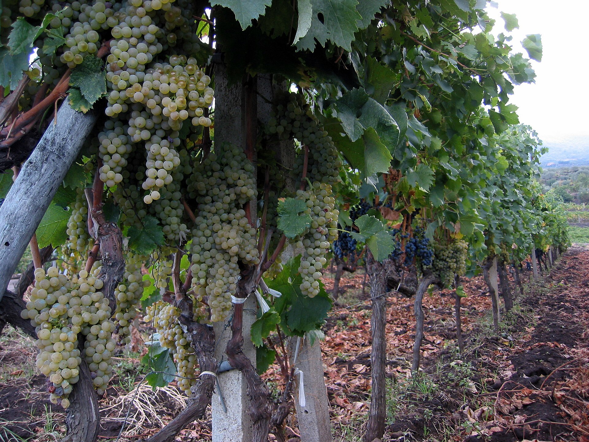 Etna Rosso